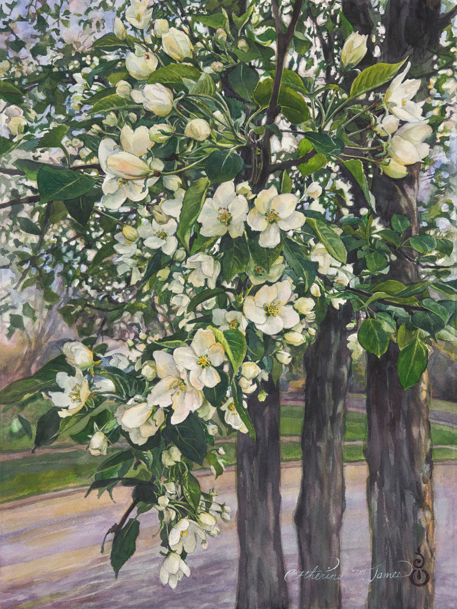 Watercolor painting of white crabapple blossoms by Catherine M. James