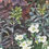 Thumbnail: Detail of watercolor painting of with saxifraga and heucheras by Catherine M. James