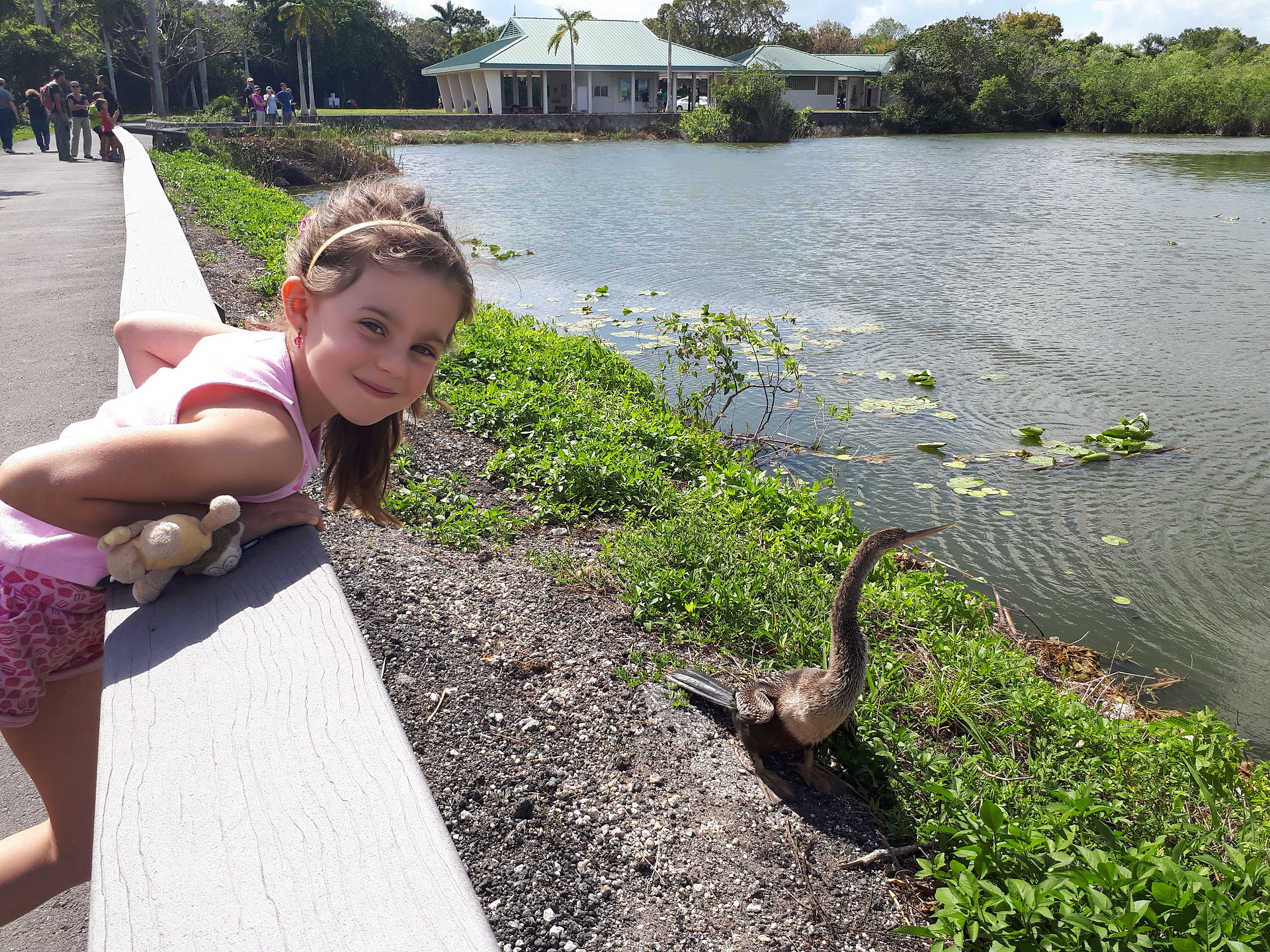 Anhinga