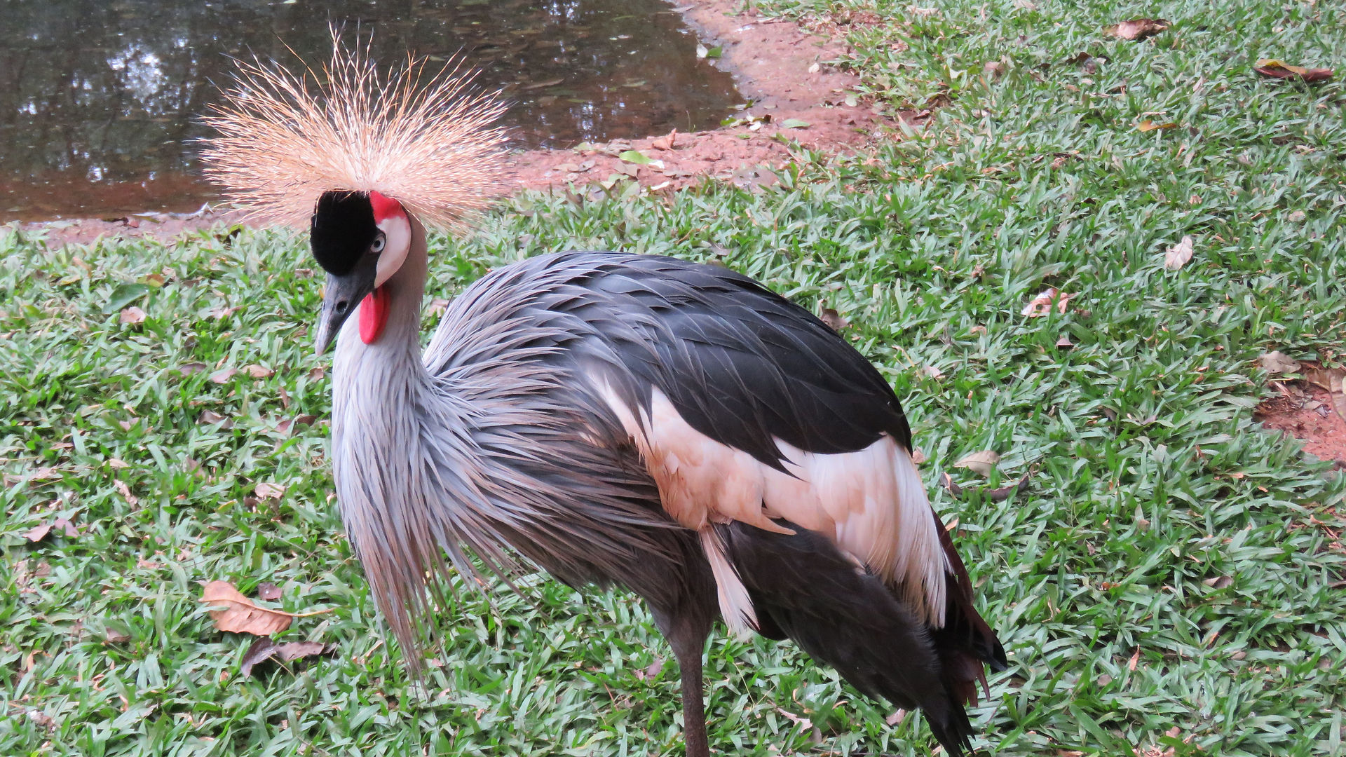 Parc des oiseaux