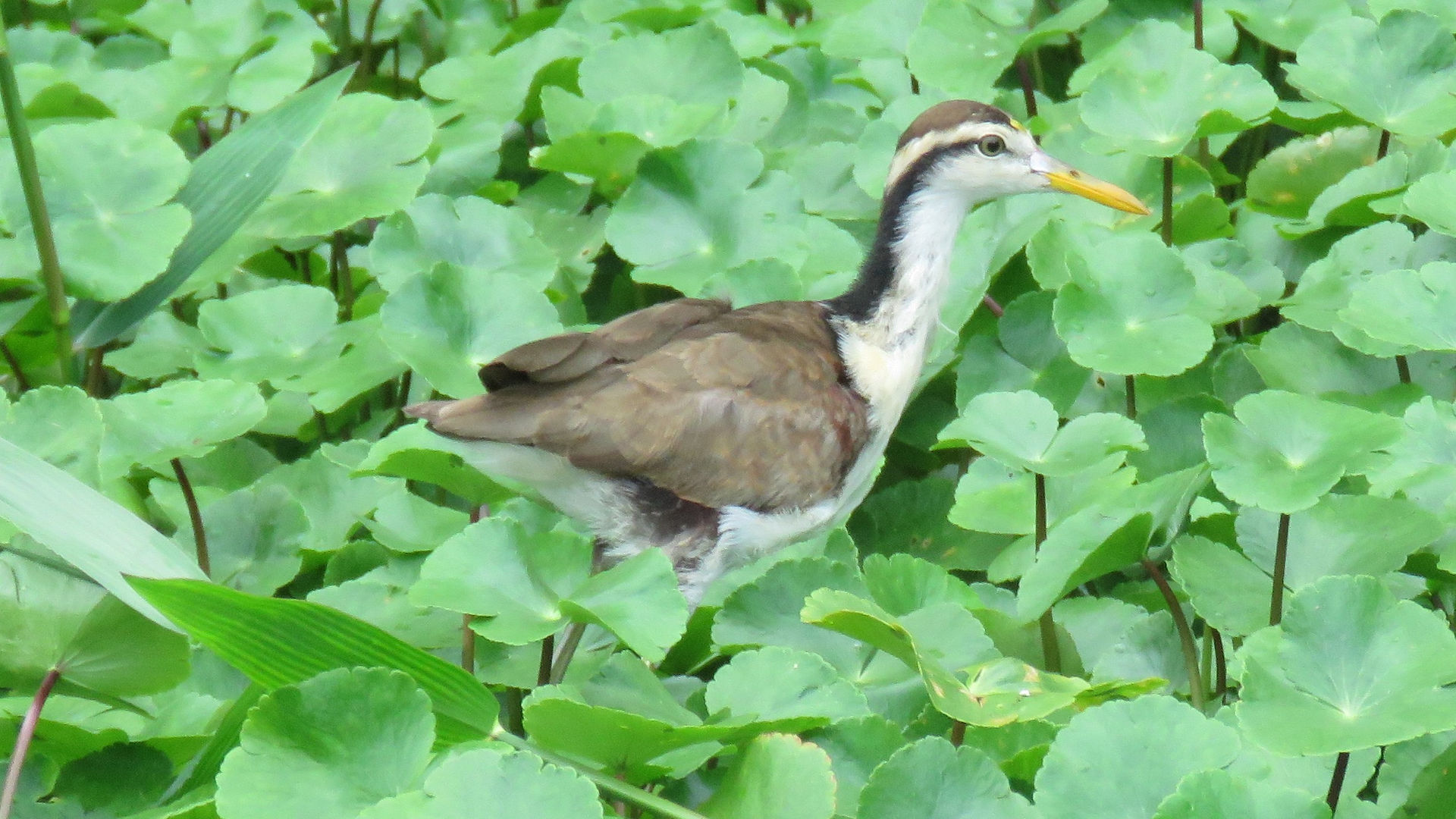 Tortuguero
