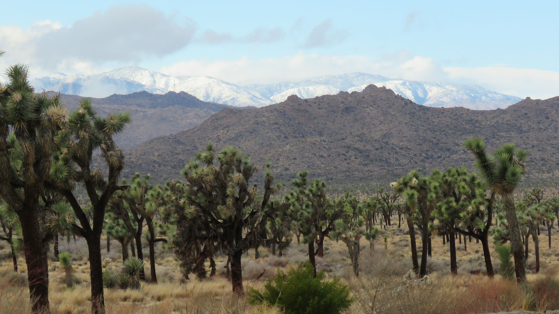 Le parc de Joshua Tree