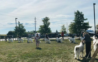 2022 GPCC National Specialty - Judging