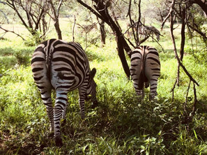 Dream of Africa