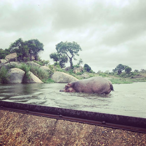 Dream of Africa