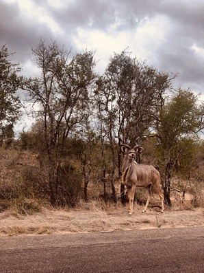 Dream of Africa