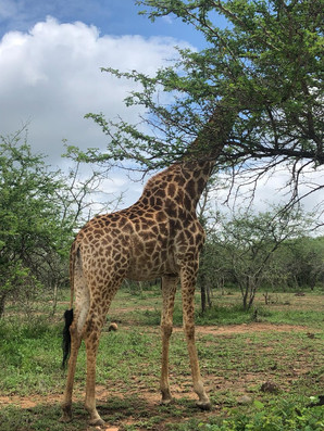 Dream of Africa