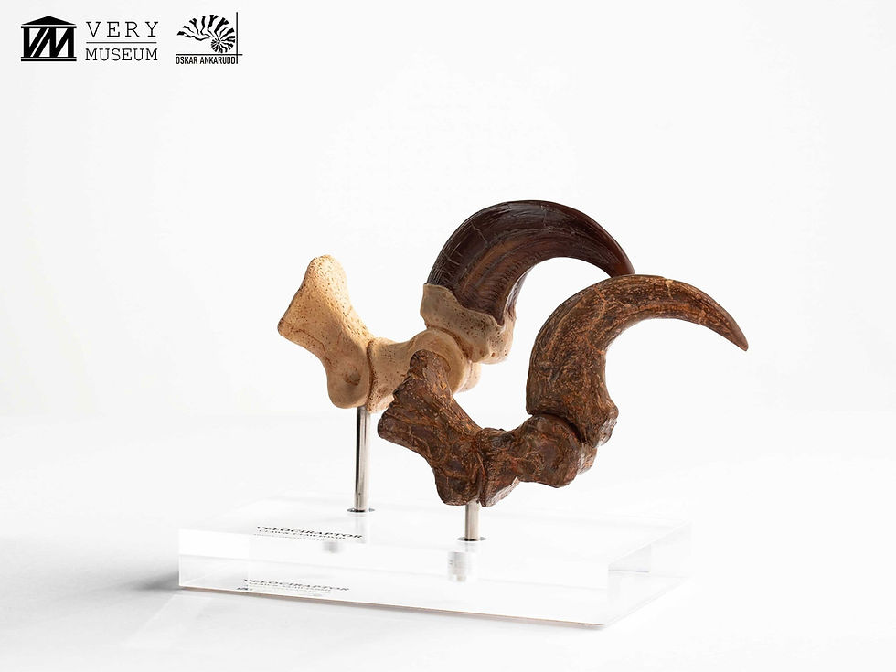 Miniatura: Jurassic Park Velociraptor Foot Claw and Fossil Claw Set 20 cm