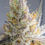 Thumbnail: Entropic Lemon Haze