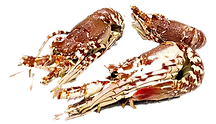 langosta_gen_edited.png