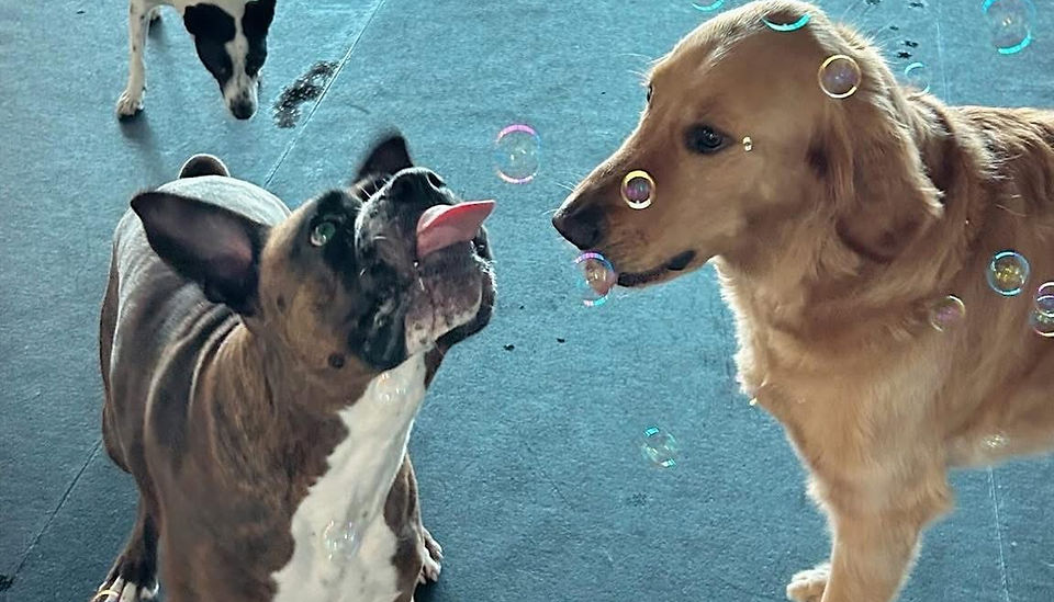 bubbles.JPG