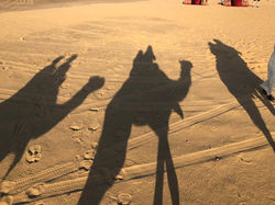 Camel Tour