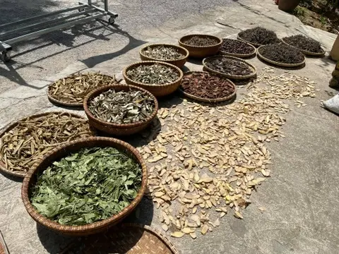 Thảo dược thuốc Nam cần được sử dụng đúng liều lượng để đảm bảo an toàn cho gan thận.