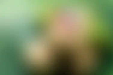 Nước dừa có tác dụng gì đối với sức khỏe? Tìm hiểu 10 lợi ích của nước dừa theo góc nhìn dưỡng sinh Đông y từ Nhà thuốc Nam dược gia truyền Thuận Đức.