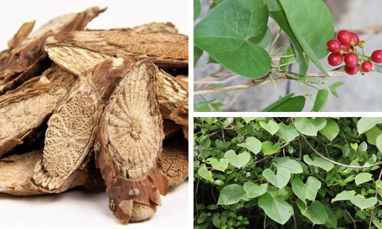 Dây đau xương có tác dụng hiệu quả trong việc điều trị đau nhức xương khớp.