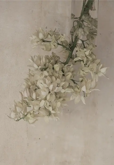 “‘Bloom of Resilience’ by Christina Diebel – fine art photograph of a yucca bloom with delicate white flowers against a neutral background.”