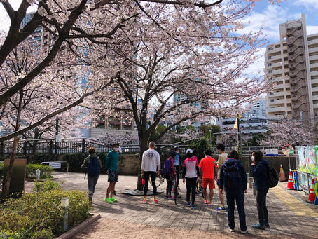大崎ラン 桜が満開です🌸