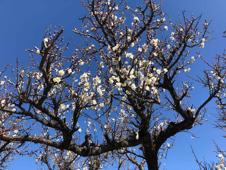 絶対走らないハイキング