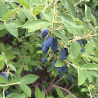 Haskap Berries are almost ready!