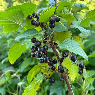 Currants & Blueberries!