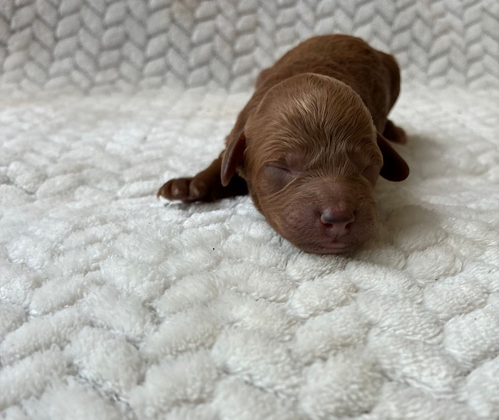 Thumbnail: Barron💙F1b mini Cavapoo 