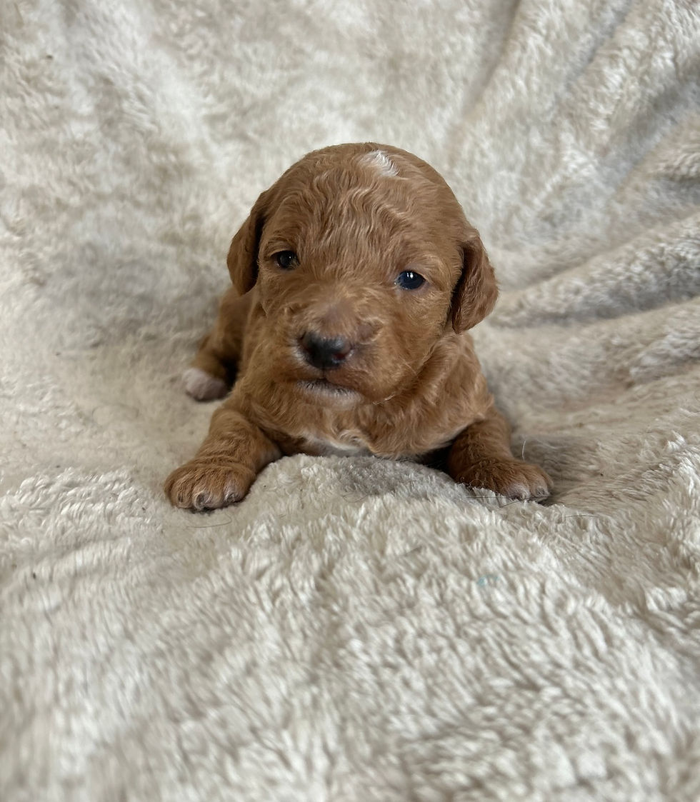 Thumbnail: Gemini💓Mini Goldendoodle 