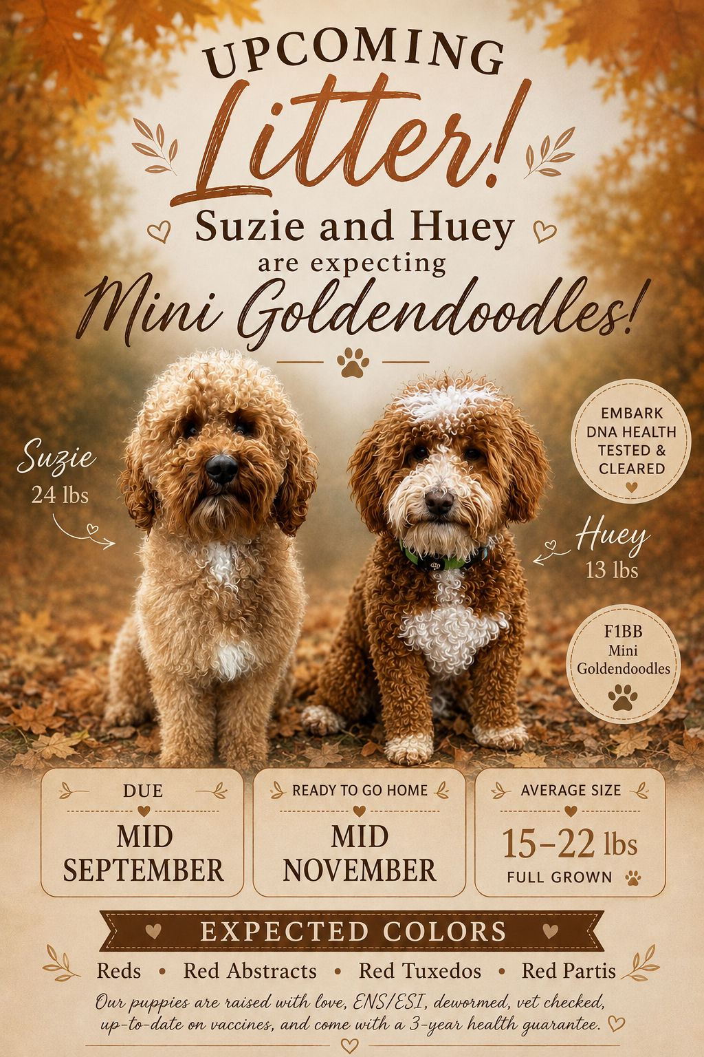 Suzie/Huey Mini Goldendoodles