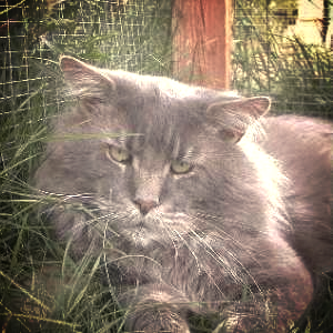 MtKittery Bemis