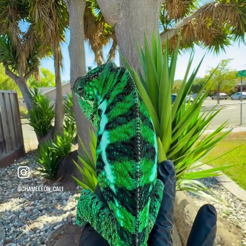 Thumbnail: Ambanja Panther Chameleon egg
