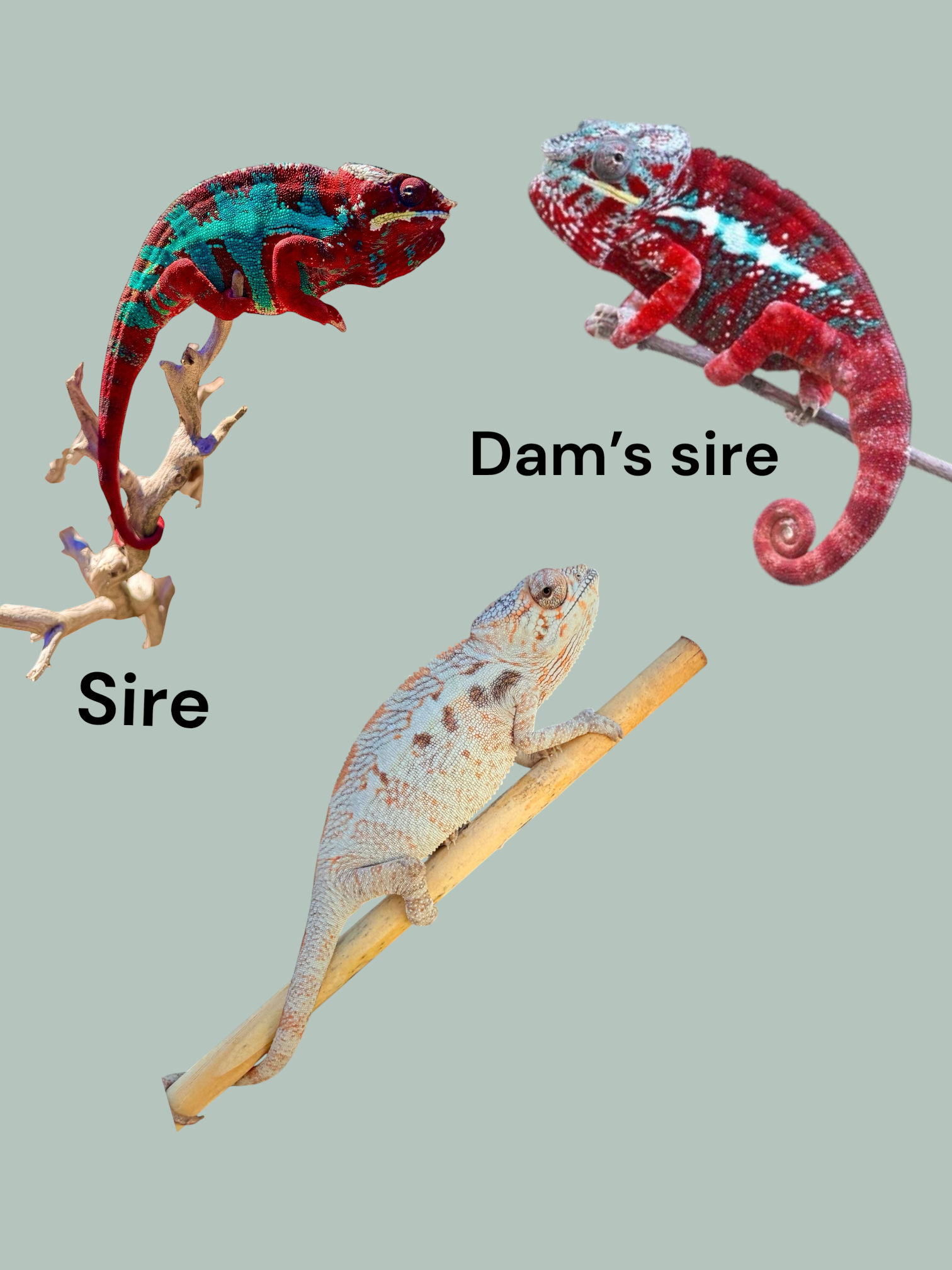 Female Ambilobe Panther Chameleon  