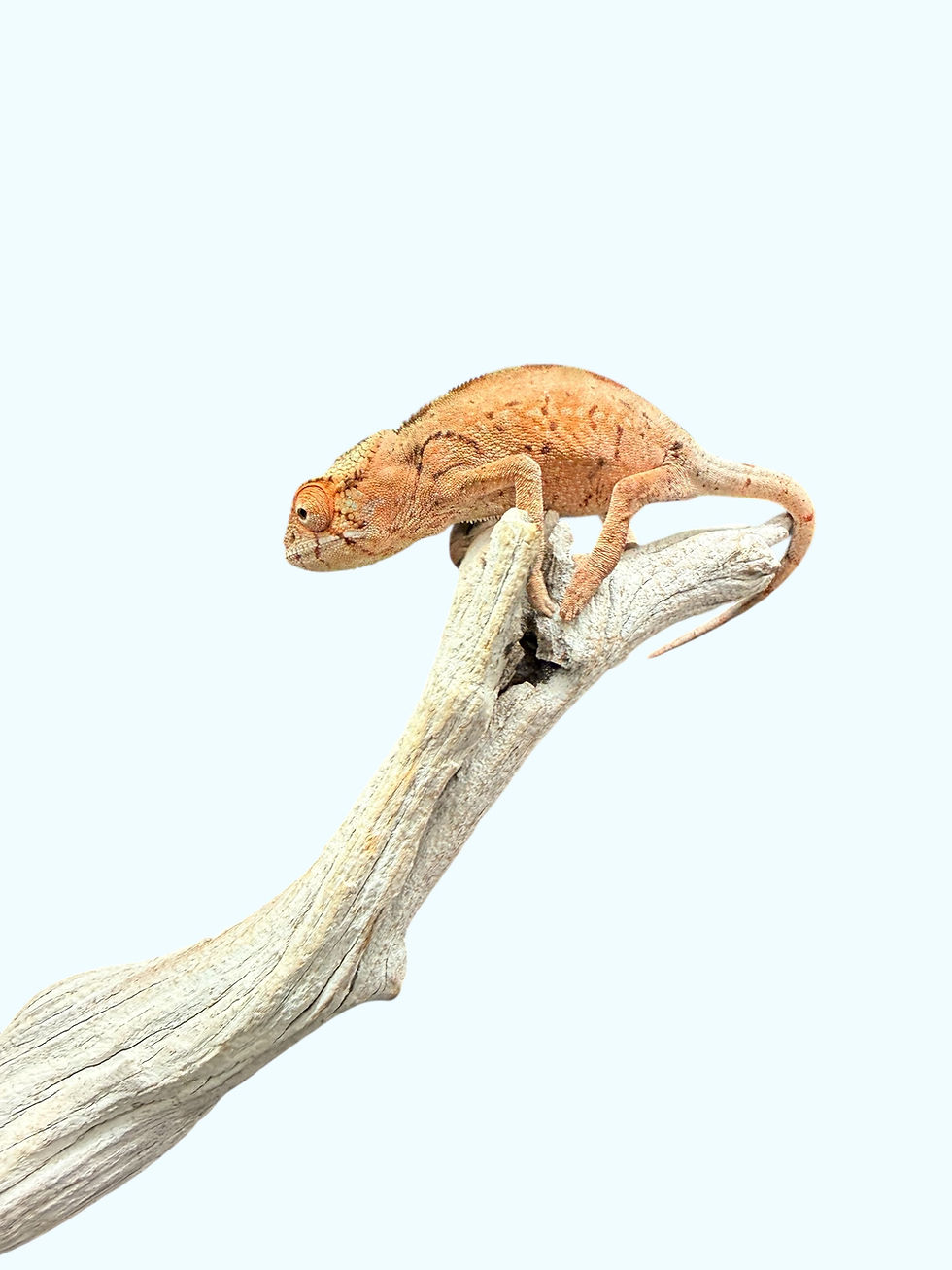 Thumbnail: A lot of 5 Females ambanja