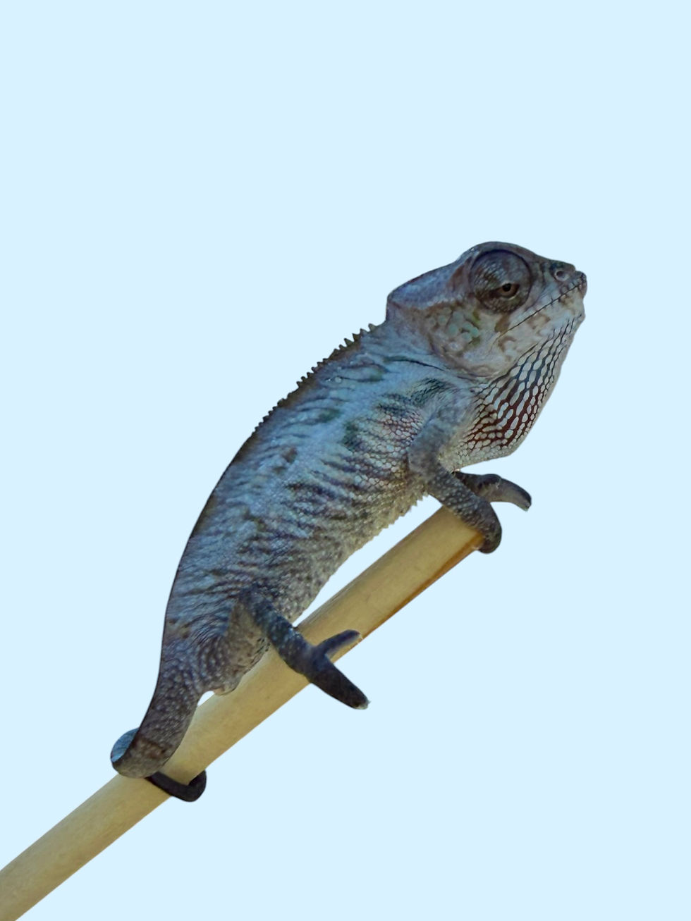 Thumbnail: Male Ambanja Panther Chameleon 