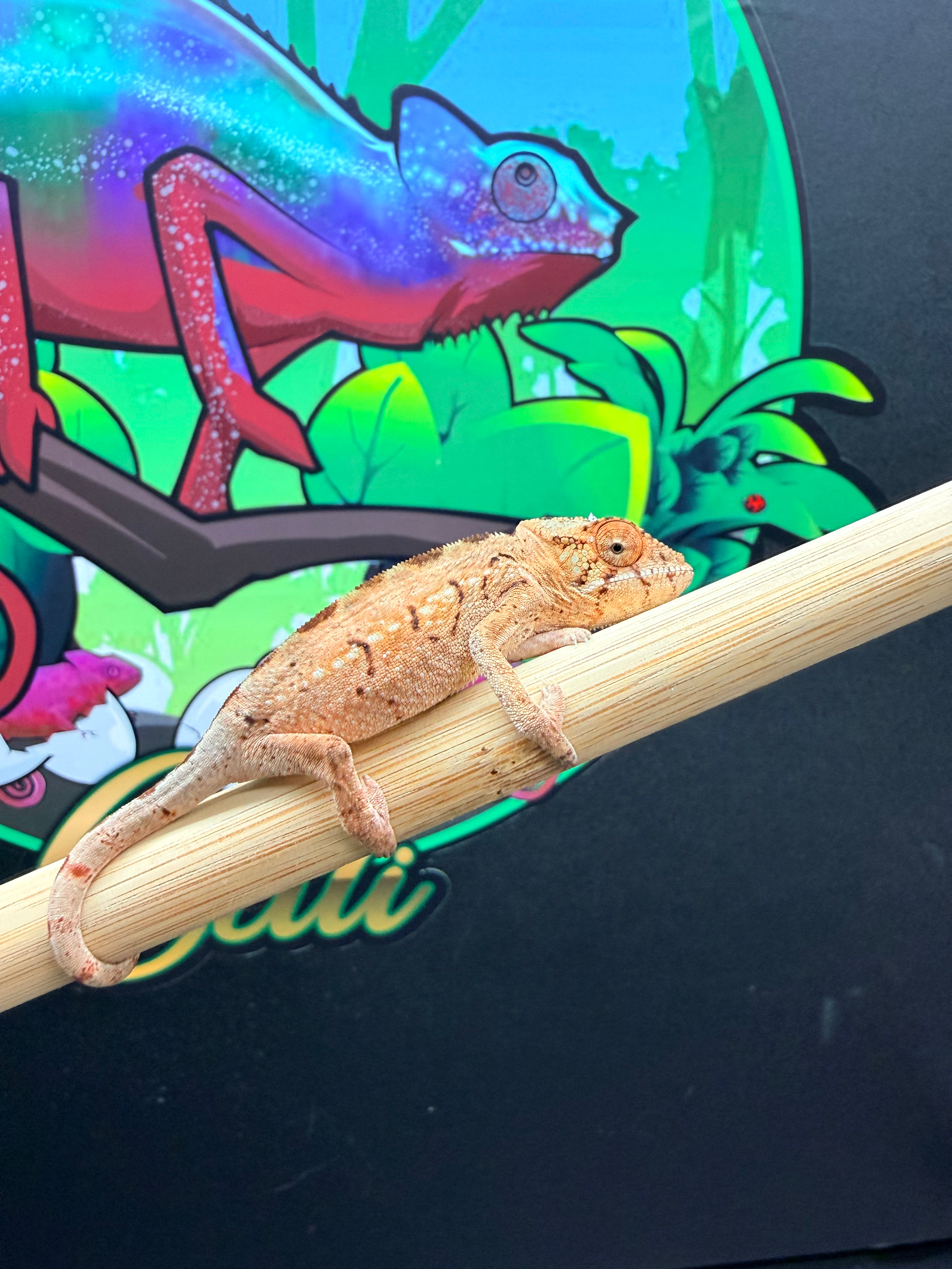 Female Ambanja Panther Chameleon