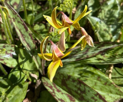 Trout Lily May 2026 - Darrah Cole.jpg