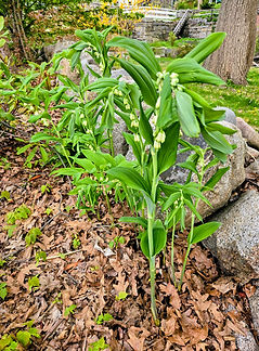 Solomon Seal 5.9.26.jpg