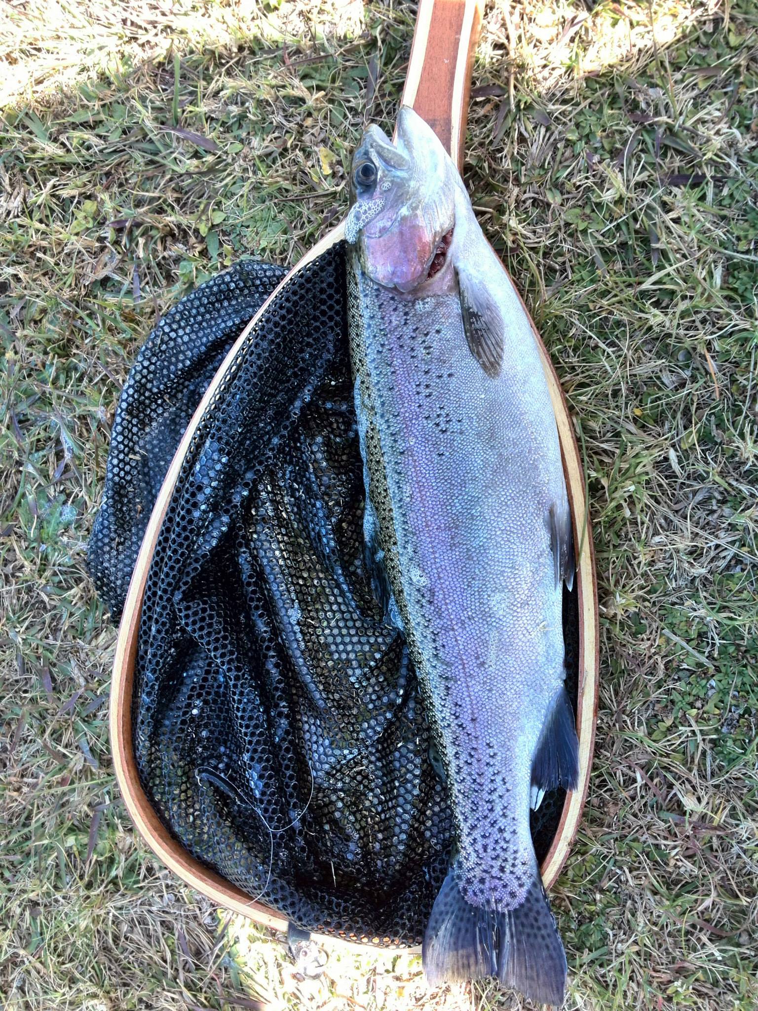 Flyfishing Dullstroom Treeferns Trout Lodge