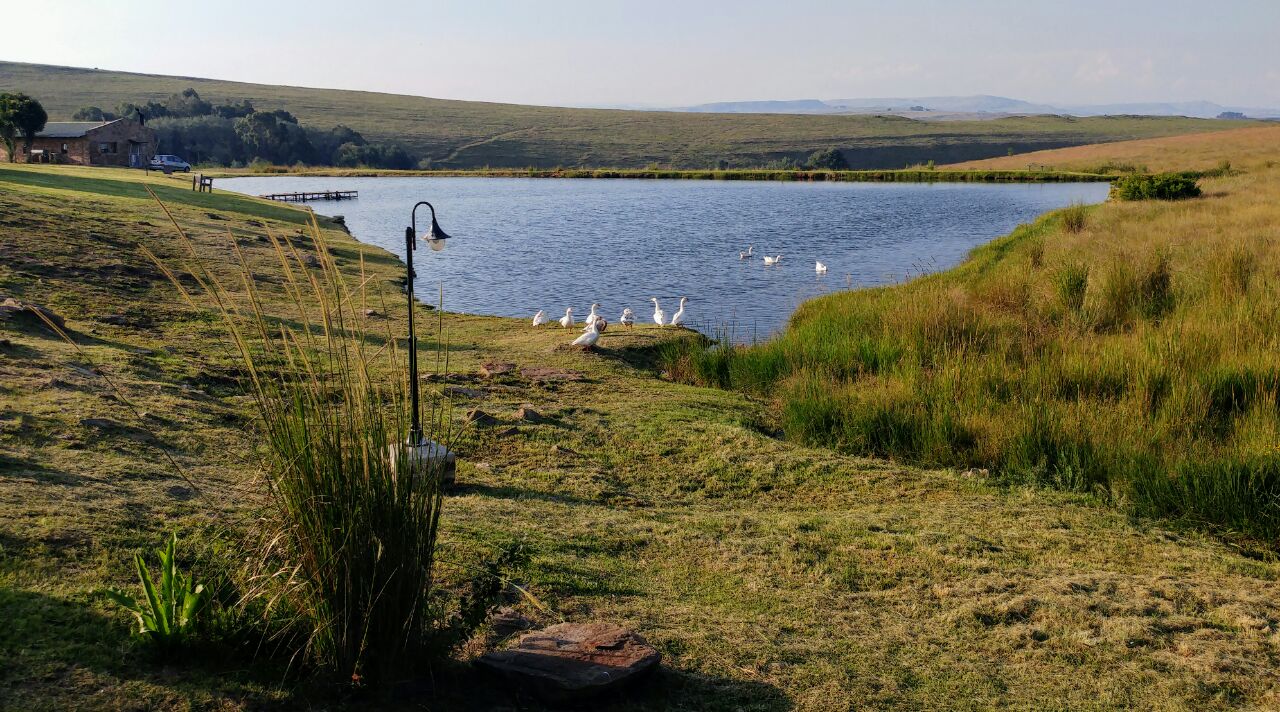 Flyfishing Dullstroom Treeferns Trout Lodge