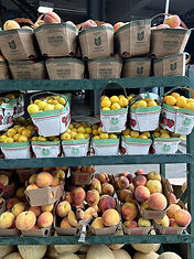 Comment conserver les pêches et contrôler les mouches à fruits