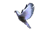 Animation-Colombe.gif