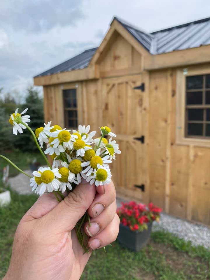 chamomile flowers