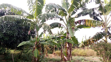 WhatsApp Image 2026-02-01 at 11.07.42.jpeg