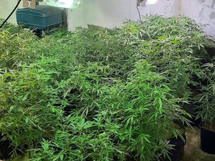 Five men arrested after discovery of cannabis farm in Mid Ulster