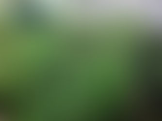 Five men arrested after discovery of cannabis farm in Mid Ulster