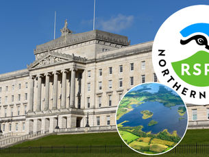 RSPB NI calls for immediate action from Stormont to protect nature and climate