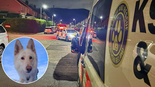 K9 Search and Rescue NI successfully locates missing person in Belfast with specialist dog Dakota