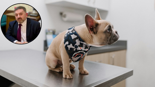 Swann: NI faces animal welfare crisis as veterinary medicine supplies under threat