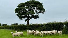Mountdale Flock crowned NI Dorset champion ahead of Ballymena sale