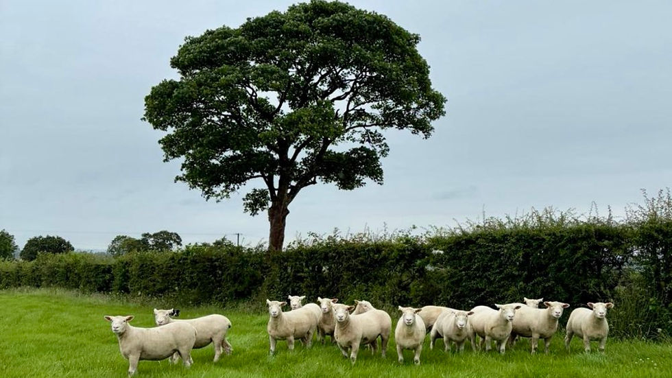Mountdale Flock crowned NI Dorset champion ahead of Ballymena sale