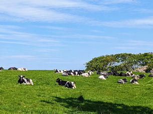 BSE case in Scotland will not impact Northern Ireland’s Negligible Risk status