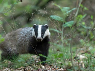 Public asked for views on badger culling and vaccination as Northern Ireland steps up fight against bovine TB